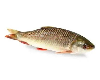 rui fresh fish
