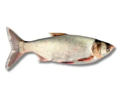 silver carp fresh fish